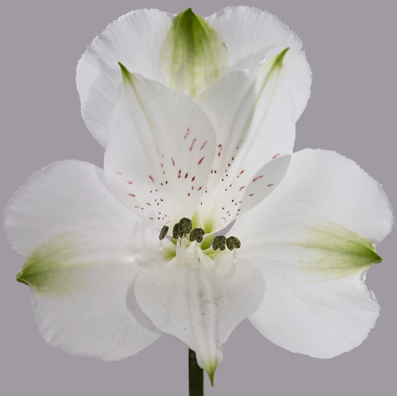<h4>ALSTR WHITE Much</h4>
