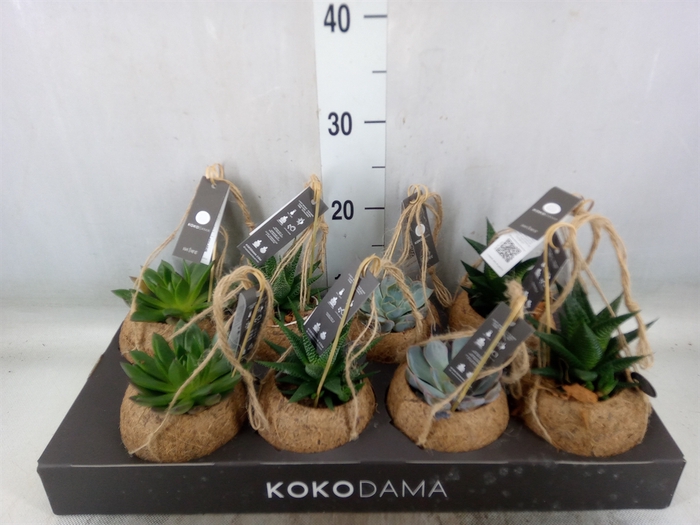 <h4>Succulents   ...mix 4</h4>