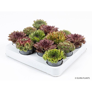 SEMPERVIVUM-HYBRID p6 mix
