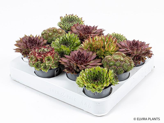 <h4>SEMPERVIVUM-HYBRID p6 mix</h4>