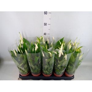 Spathiphyllum  'Bellini'