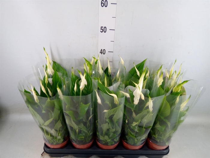 <h4>Spathiphyllum 'Bellini'</h4>