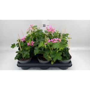 Pelargonium pelt. 'Balkon Lila'