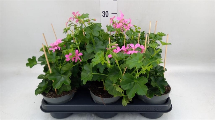 <h4>Pelargonium pelt. 'Balkon Lila'</h4>