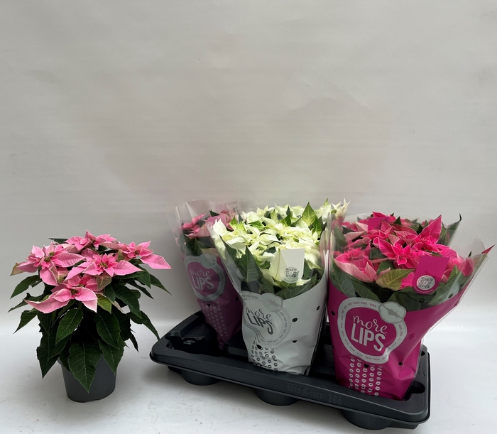 <h4>EUPHOR P PRI GEM</h4>