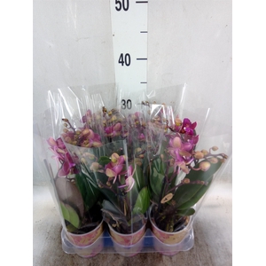 Phalaenopsis multi.   ...red