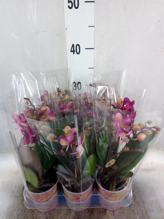 <h4>Phalaenopsis multi.   ...red</h4>