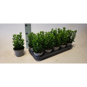 EUONYMUS JA GR SPIRE