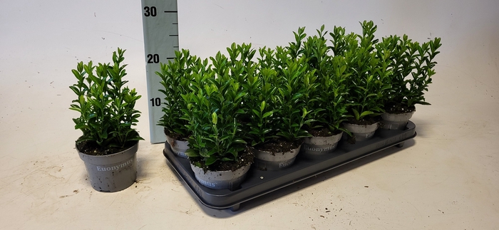 <h4>EUONYMUS JA GR SPIRE</h4>