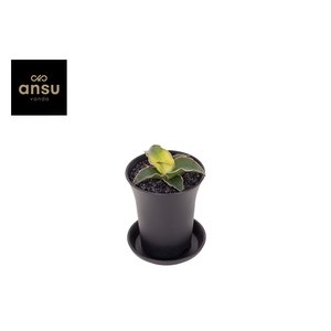 Sansevieria Star Canary in sierpot