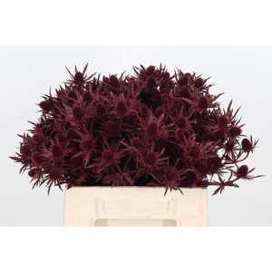 Eryn Orion Kl Bh Bordeaux