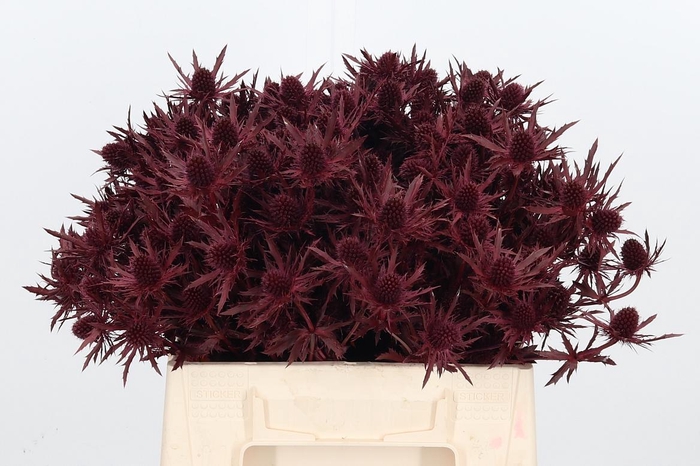 <h4>Eryn Orion Kl Bh Bordeaux</h4>