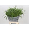 Panicum Fountain