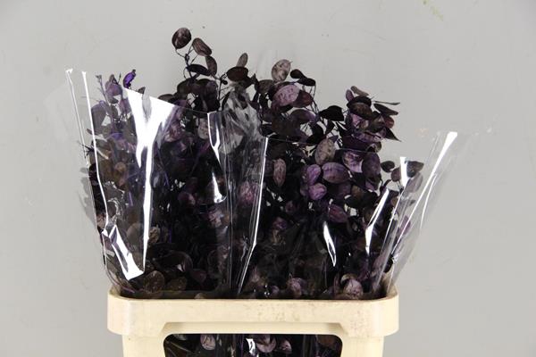 <h4>Df Lunaria Bs Purple</h4>