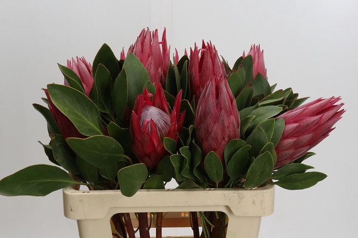 Protea Cynaroides Madiba