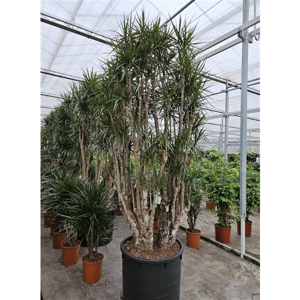 Dracaena marginata