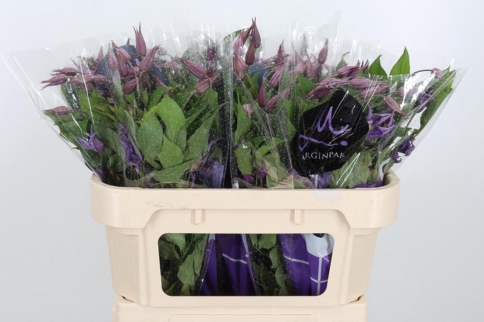 <h4>Clem Amazing Rome</h4>