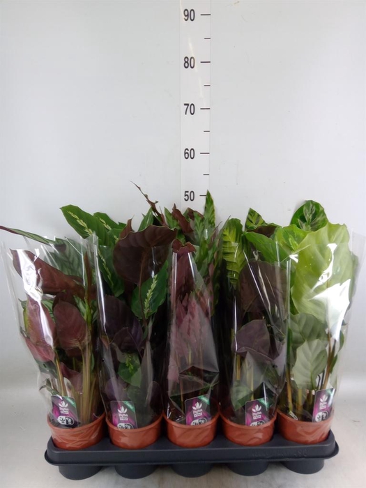 <h4>Calathea   ...mix</h4>