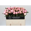 Paeonia Sarah Bernhardt