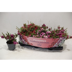 arr8 Gaulth Mucronata