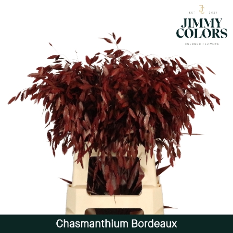 <h4>Chasmanthium L70 Bordeaux</h4>