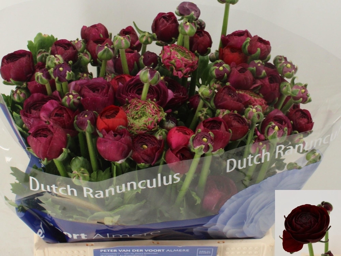 <h4>RAN AAZUR BORDEAUX</h4>