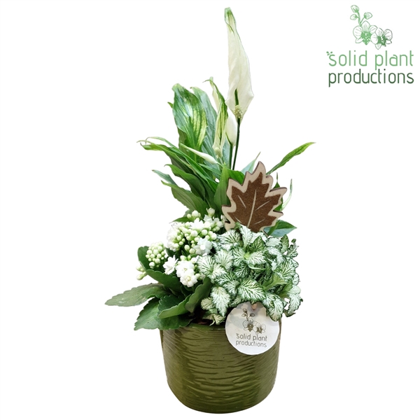<h4>SP001 Amy Green White</h4>