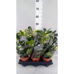 Stephanotis floribunda   ...