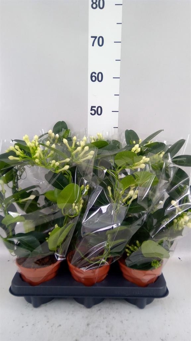 <h4>Stephanotis floribunda   ...</h4>