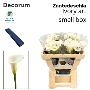 ZANT IVORY ART SMALL BOX 50 CM 20 ST.