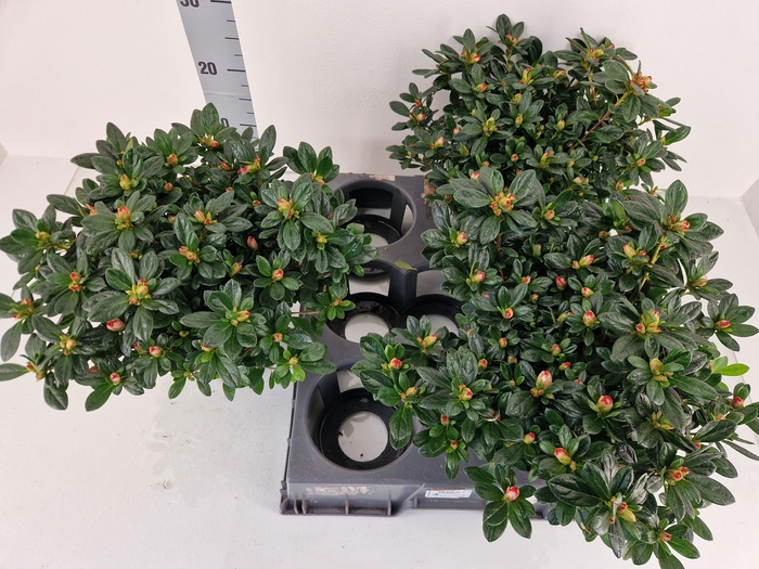 <h4>RHODO SI OV</h4>