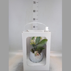 Phalaenopsis   ...white