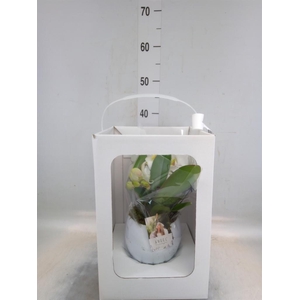 Phalaenopsis   ...white