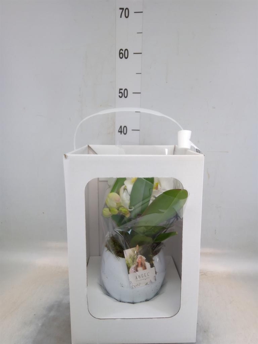 <h4>Phalaenopsis   ...white</h4>