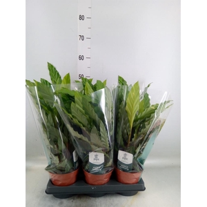 Calathea rufibarba 'Miroscha'