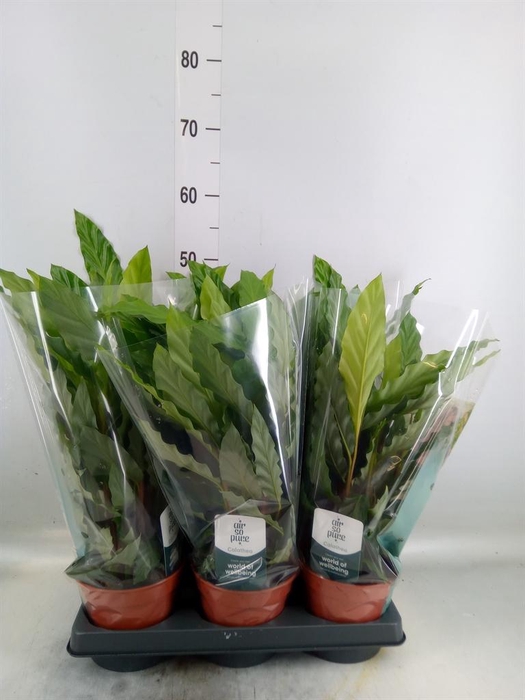 <h4>Calathea rufibarba 'Miroscha'</h4>