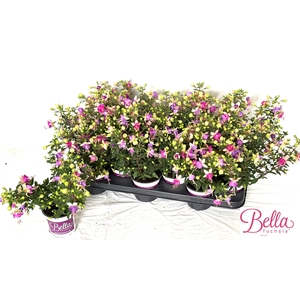 FUCHSIA B F BIANCA