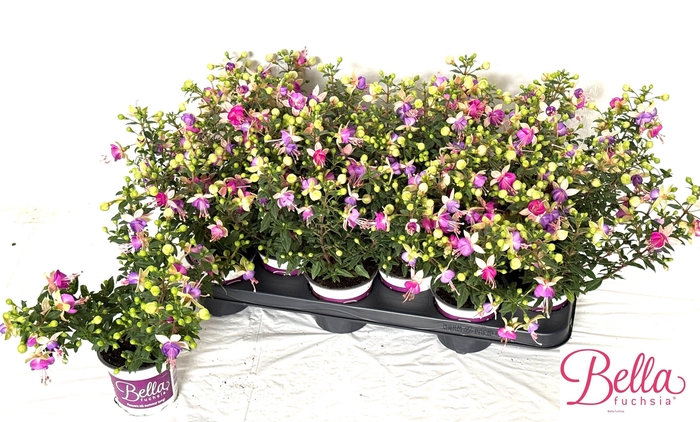 <h4>FUCHSIA B F BIANCA</h4>