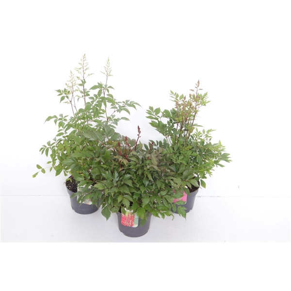 <h4>Astilbe mix</h4>