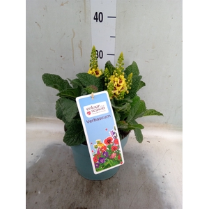 Verbascum phoeniceum