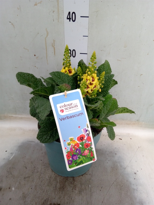 <h4>Verbascum phoeniceum</h4>
