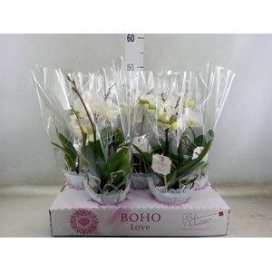 Phalaenopsis   ...white