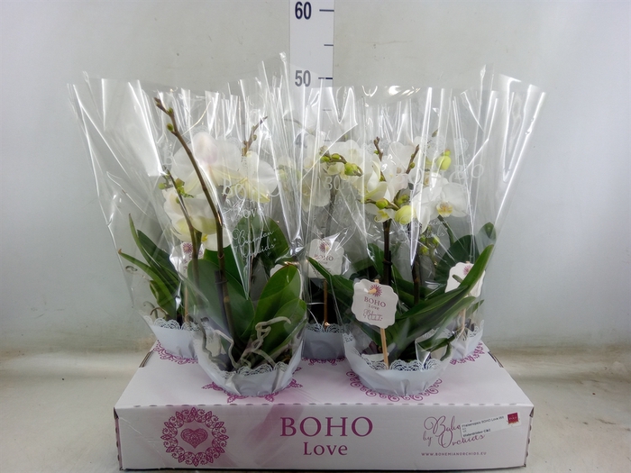 <h4>Phalaenopsis   ...white</h4>