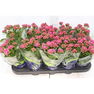 KALANCHOE DOBRADO P11 LILAS