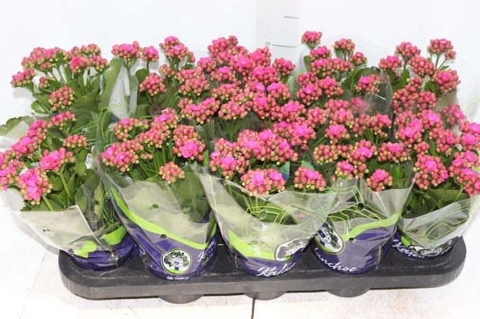 <h4>KALANCHOE DOBRADO P11 LILAS</h4>