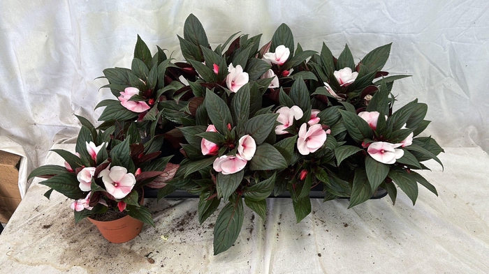 <h4>IMPAT WHITE PINK EYE</h4>