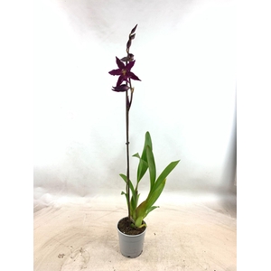 ORCHIDEEEN OVERIG
