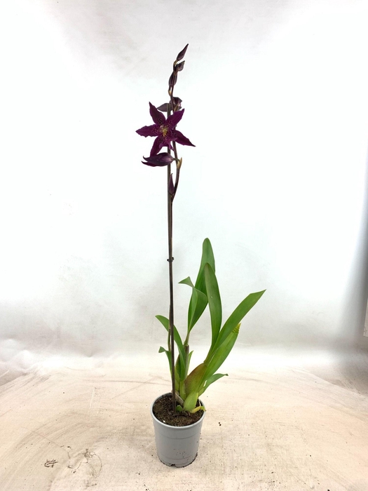 <h4>ORCHIDEEEN OVERIG</h4>