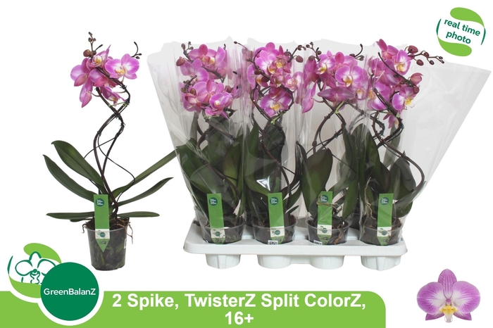 <h4>PHAL SU SPLIT</h4>