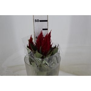 CELOSIA PLUMOSA CENTURY RED 050 CM